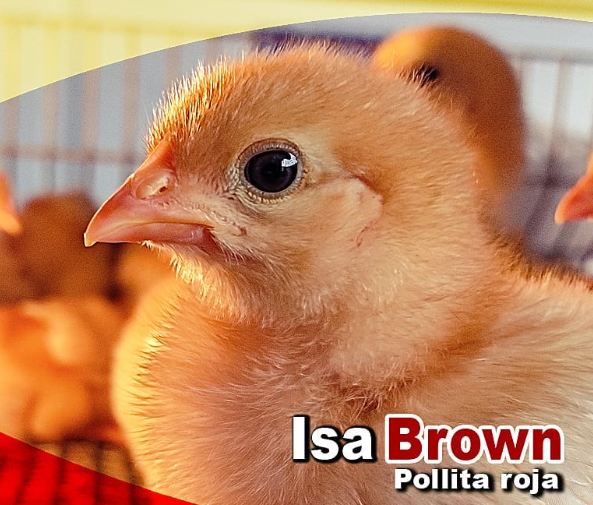 isa brown