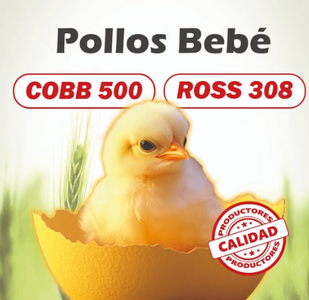 pollo bebe